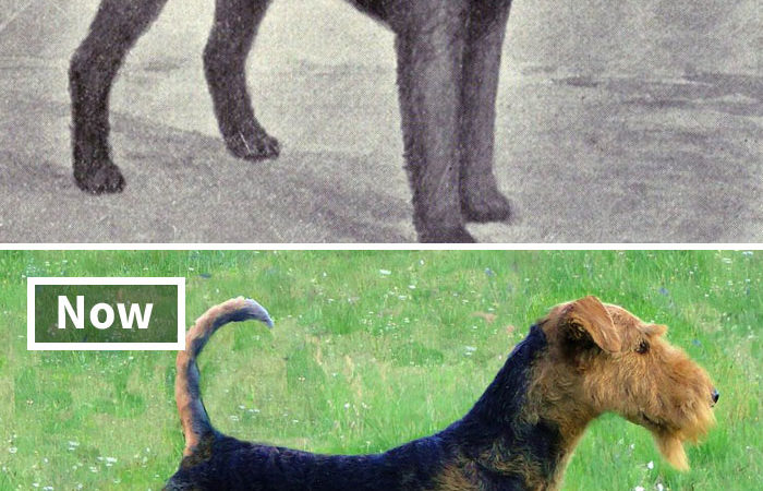 以前真的不是長這樣 18種狗狗「100年前 VS 現在」奇妙變化對比照 以前真的不是長這樣 18種狗狗「100年前 VS 現在」奇妙變化對比照