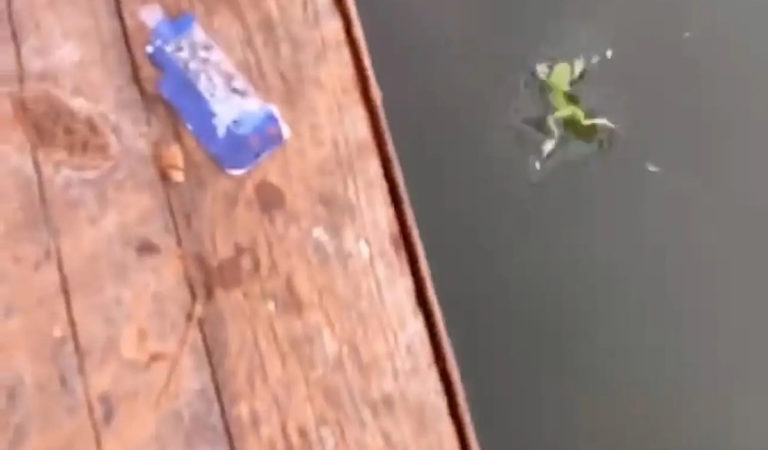 教生命的意義！爸爸帶兒放生小青蛙　入水下秒「就被魚吞掉了」