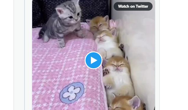 小灰貓想跟著「塞在床邊睡覺」　4貓舒服並排：床位已滿下次請早
