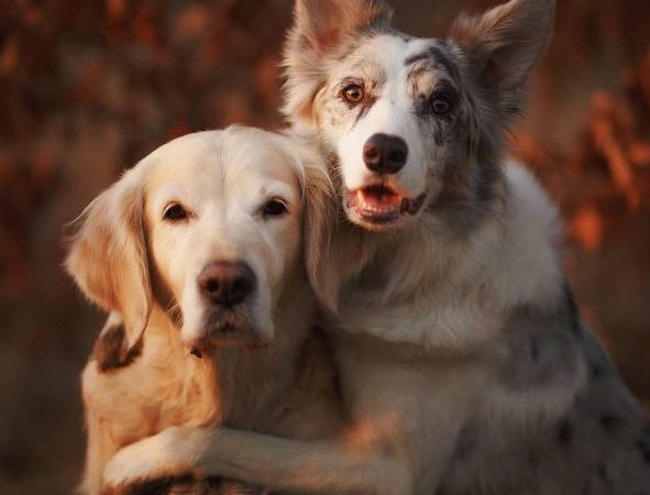 狗狗讓世界更美好！　愛狗攝影師鏡頭下的「光影狗狗」：每張都滿滿療癒♡
