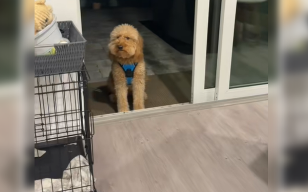 凌晨4點被吵醒　黃金貴賓呆站原地「求主人開空氣門」笑翻網