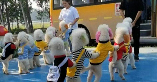 「月花5.3萬台幣」送狗上幼兒園學　入學竟然還要排隊