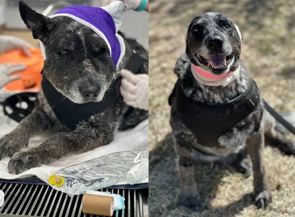 平常連吸塵器都怕　12歲半盲犬「挺身肉搏野熊」保護全家和動物